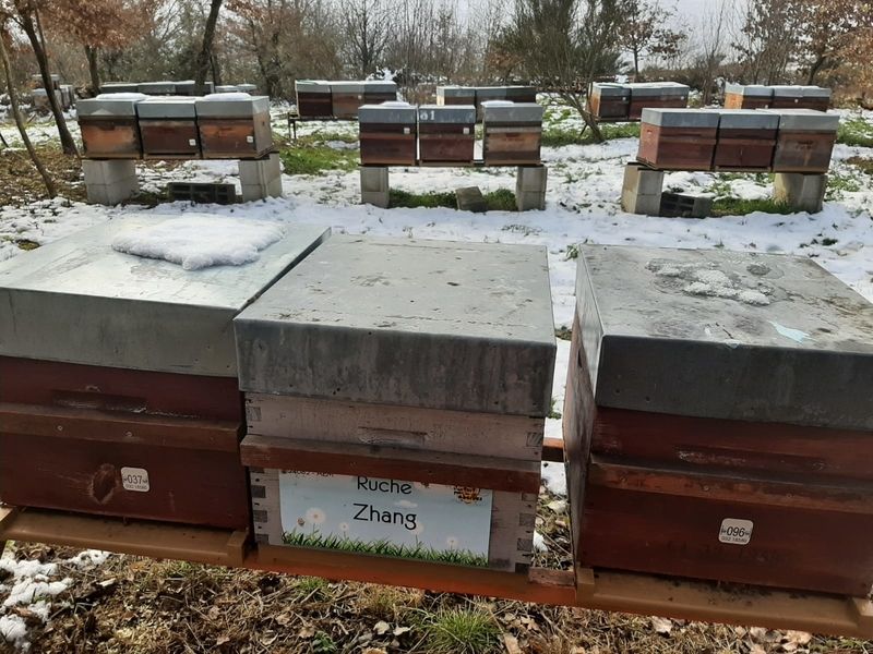 La ruche Zhang