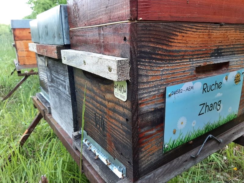 La ruche Zhang