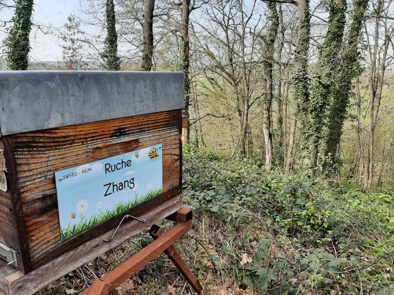 La ruche Zhang