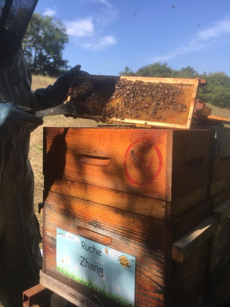 La ruche Zhang