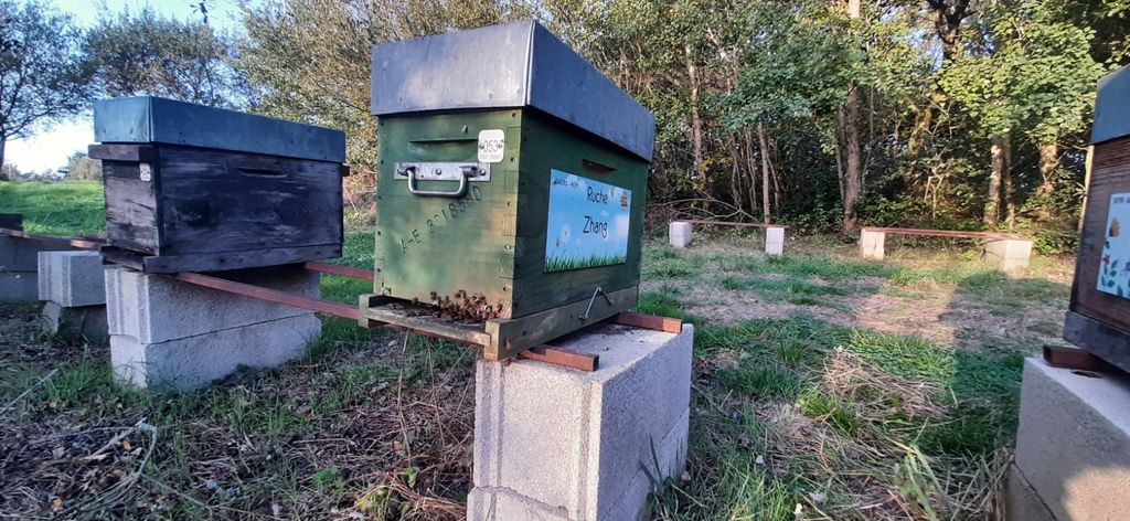 La ruche Zhang