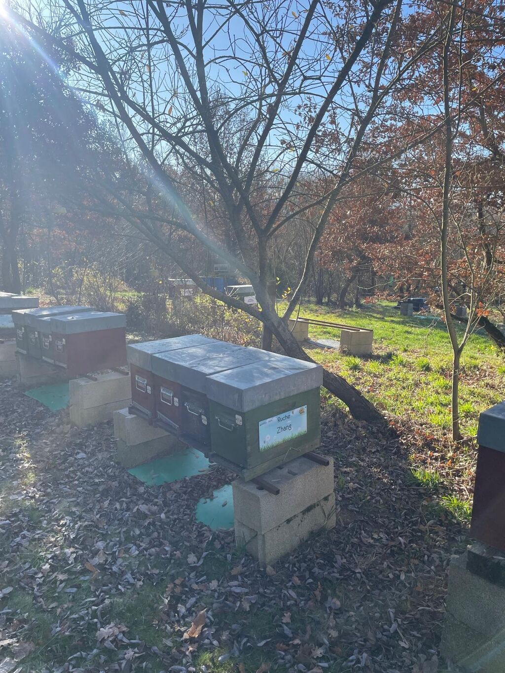 La ruche Zhang