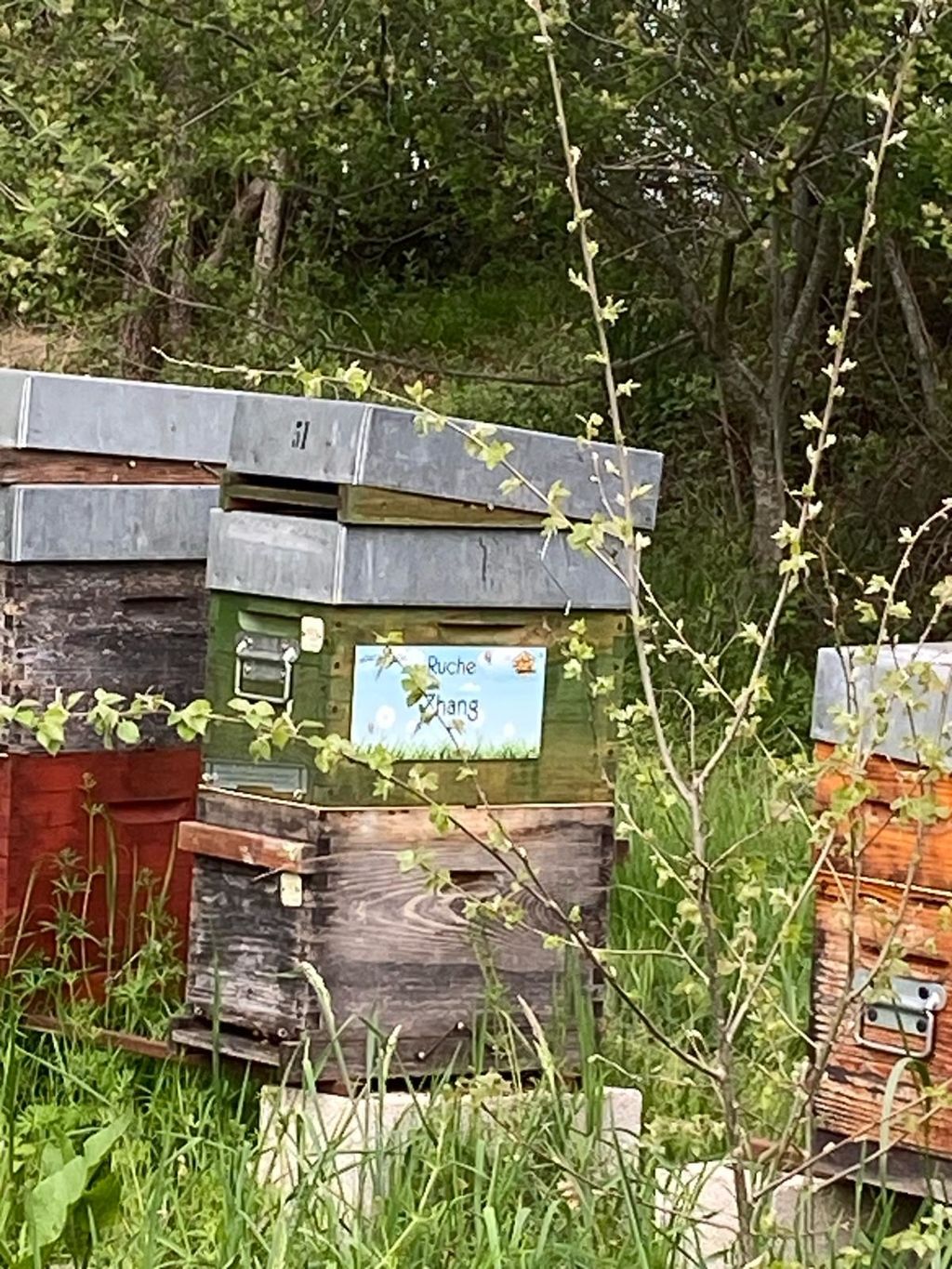 La ruche Zhang