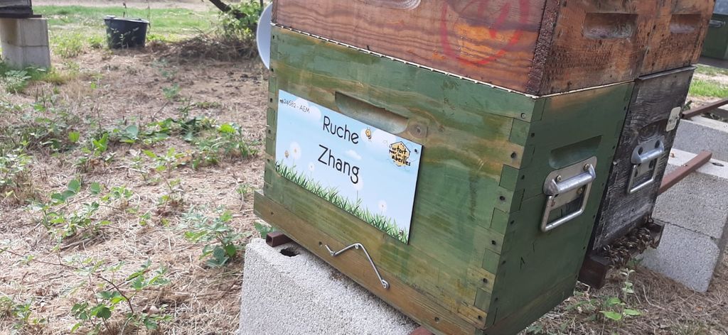 La ruche Zhang