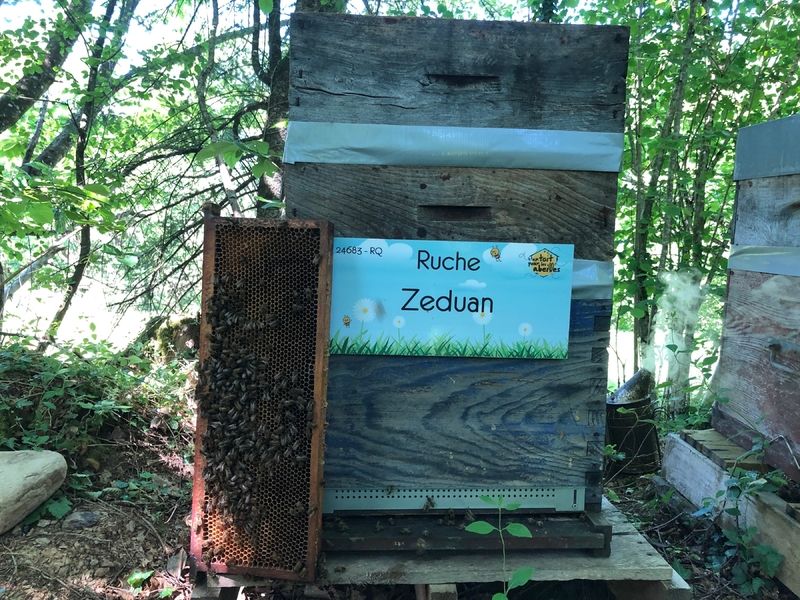 La ruche Zeduan