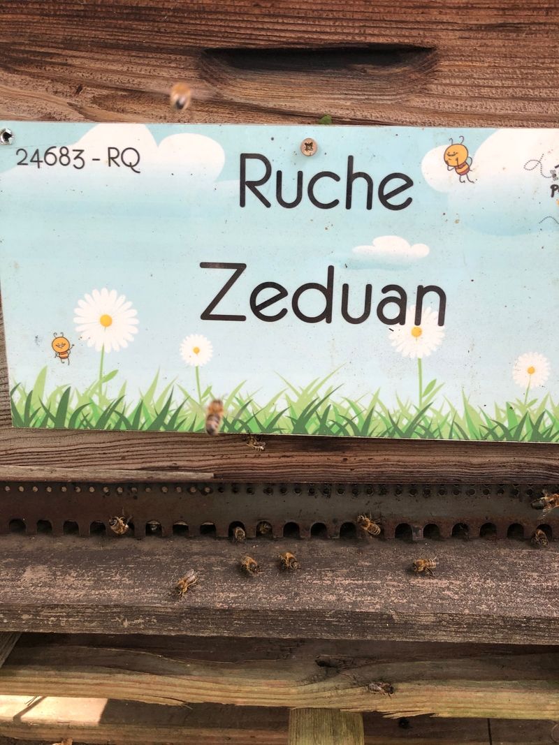 La ruche Zeduan