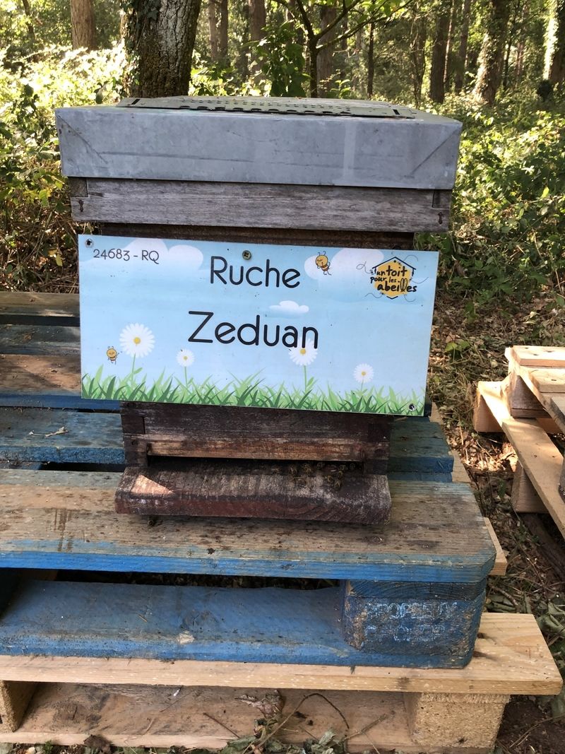La ruche Zeduan