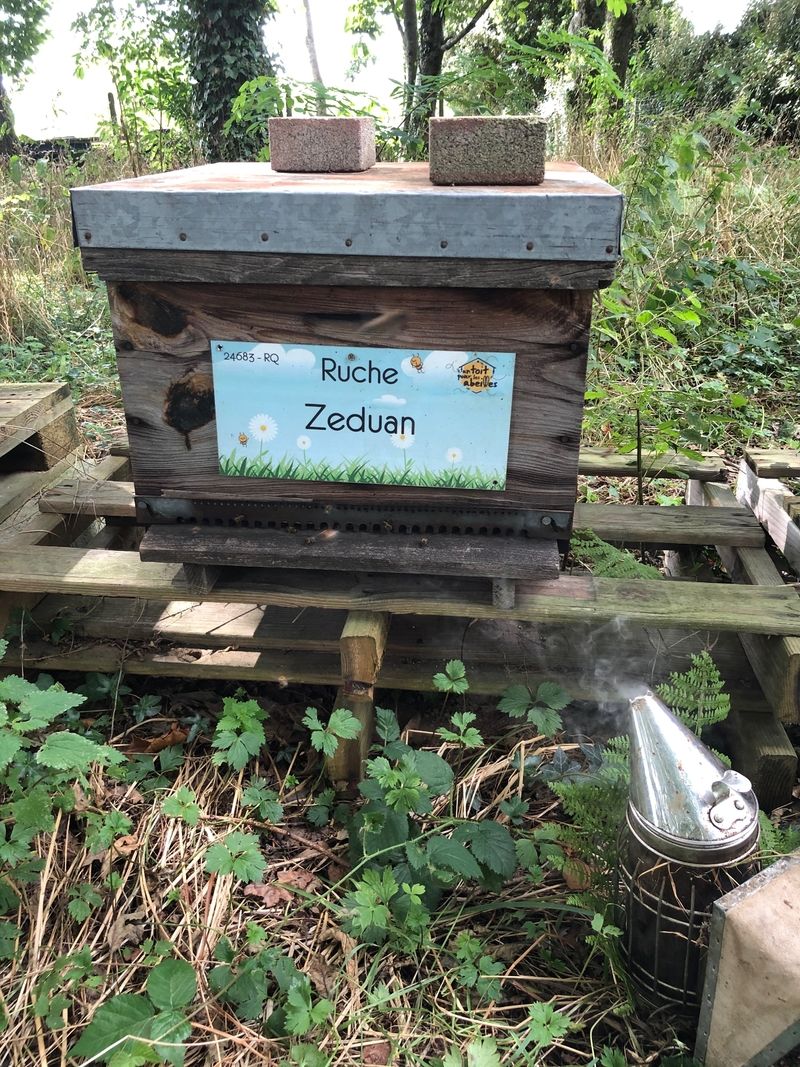 La ruche Zeduan