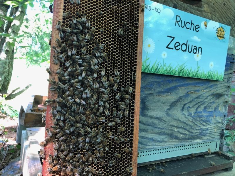 La ruche Zeduan