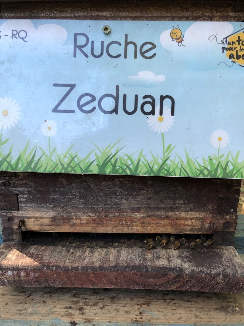 La ruche Zeduan