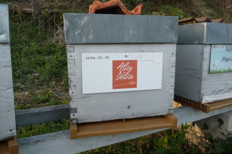 La ruche Alice Délice Cap 3000