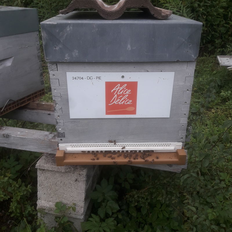 La ruche Alice Délice Cap 3000
