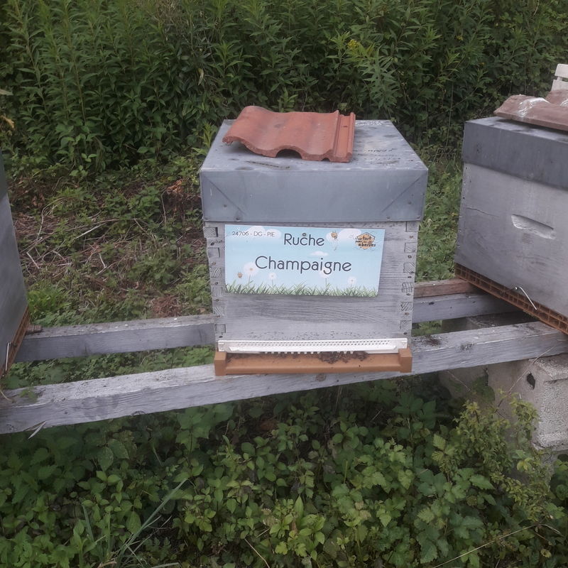 La ruche Champaigne