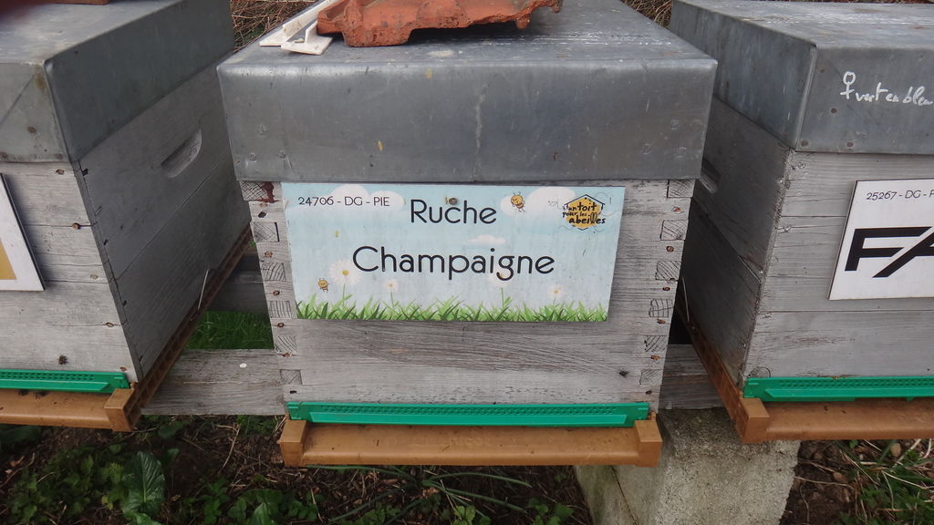 La ruche Champaigne
