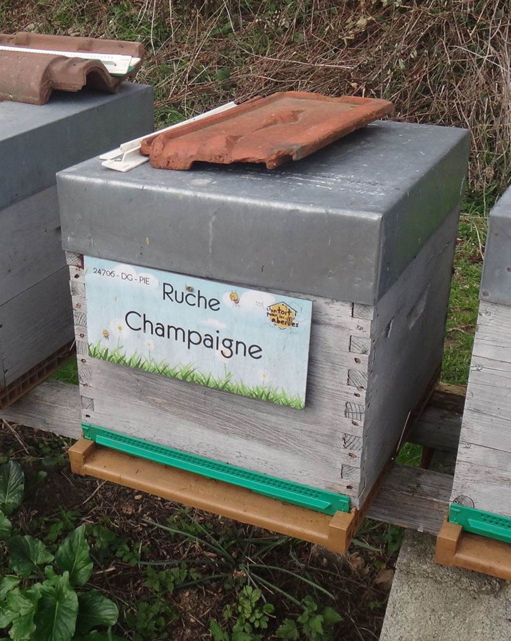 La ruche Champaigne