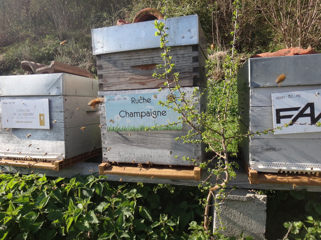 La ruche Champaigne