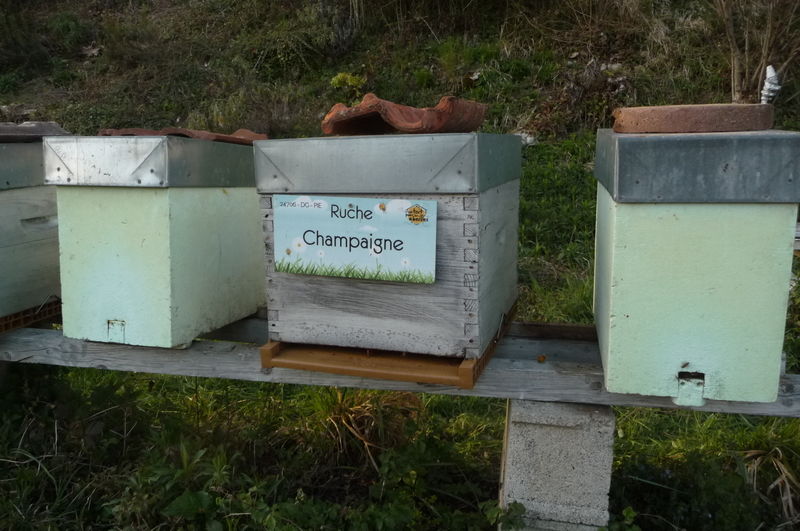 La ruche Champaigne