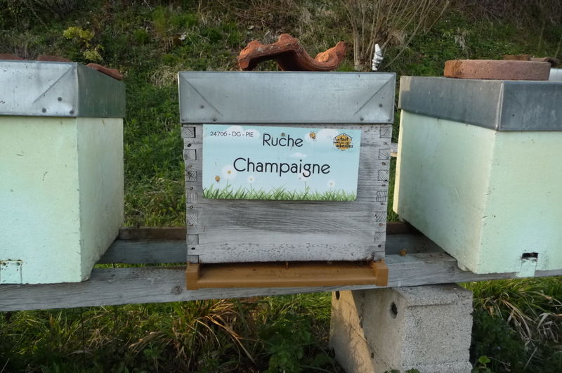 La ruche Champaigne