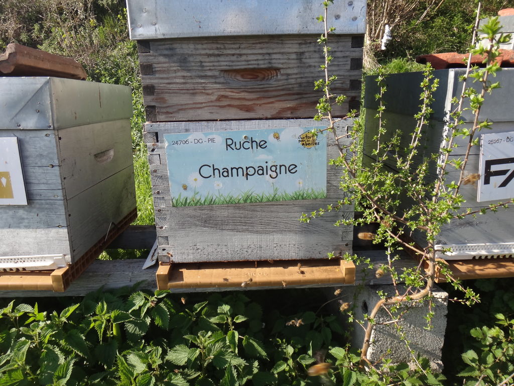 La ruche Champaigne