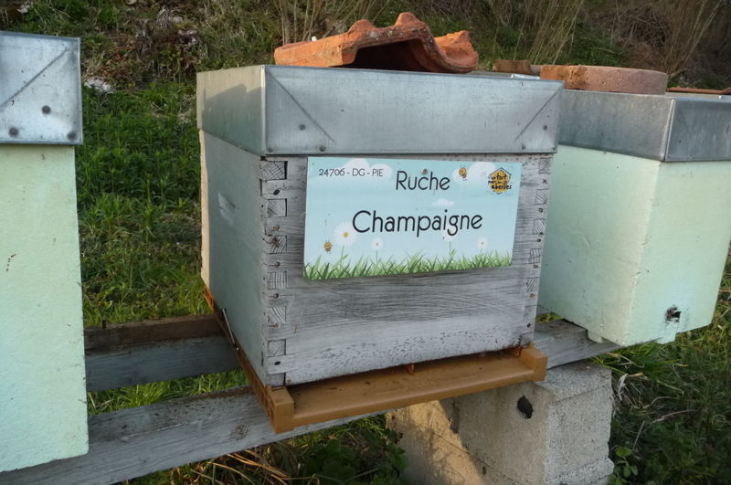 La ruche Champaigne