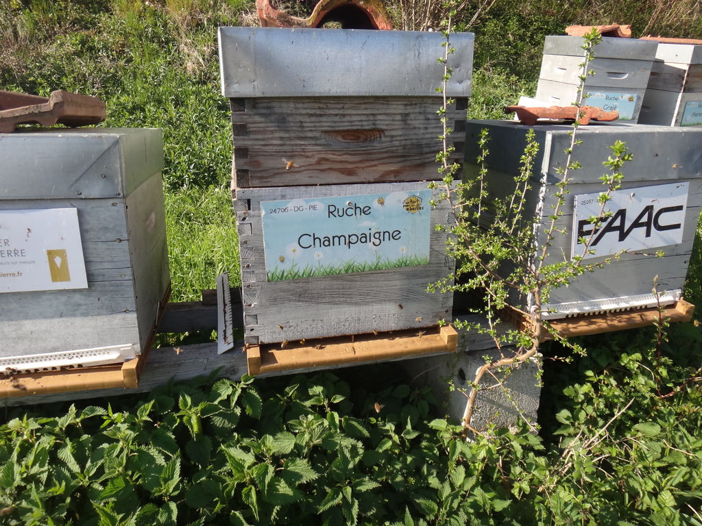 La ruche Champaigne
