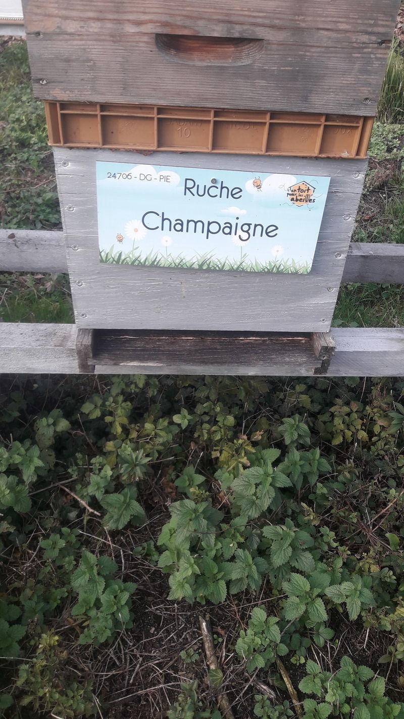 La ruche Champaigne