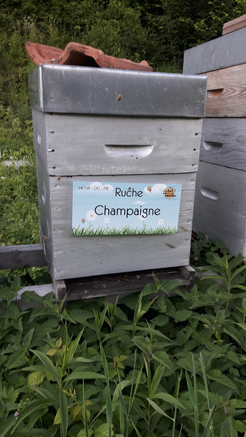 La ruche Champaigne