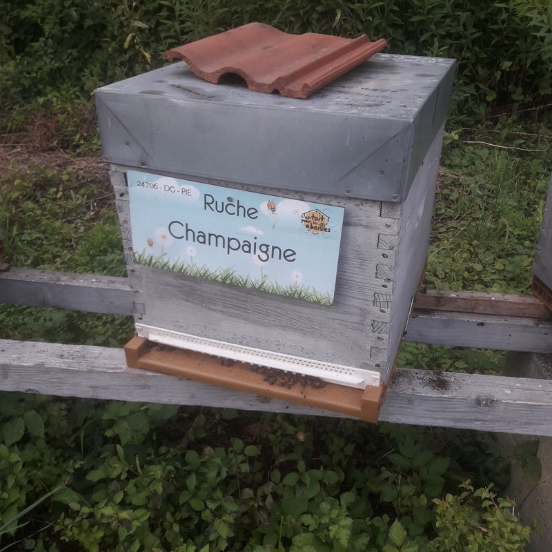 La ruche Champaigne