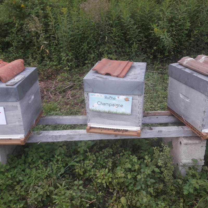 La ruche Champaigne