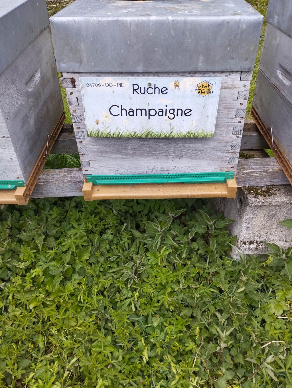 La ruche Champaigne
