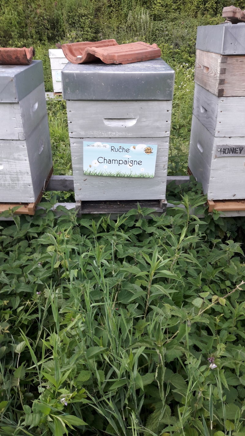 La ruche Champaigne