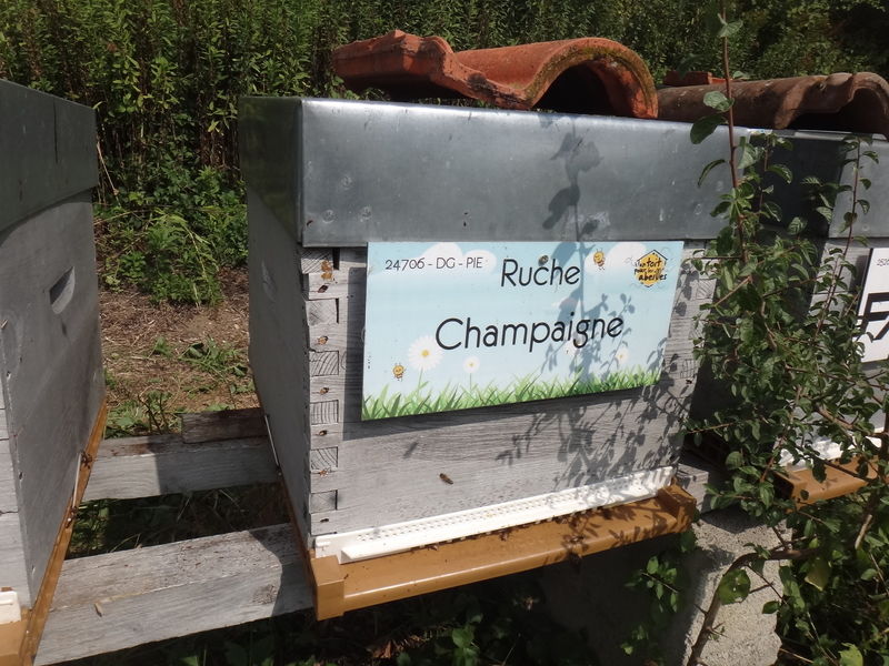 La ruche Champaigne