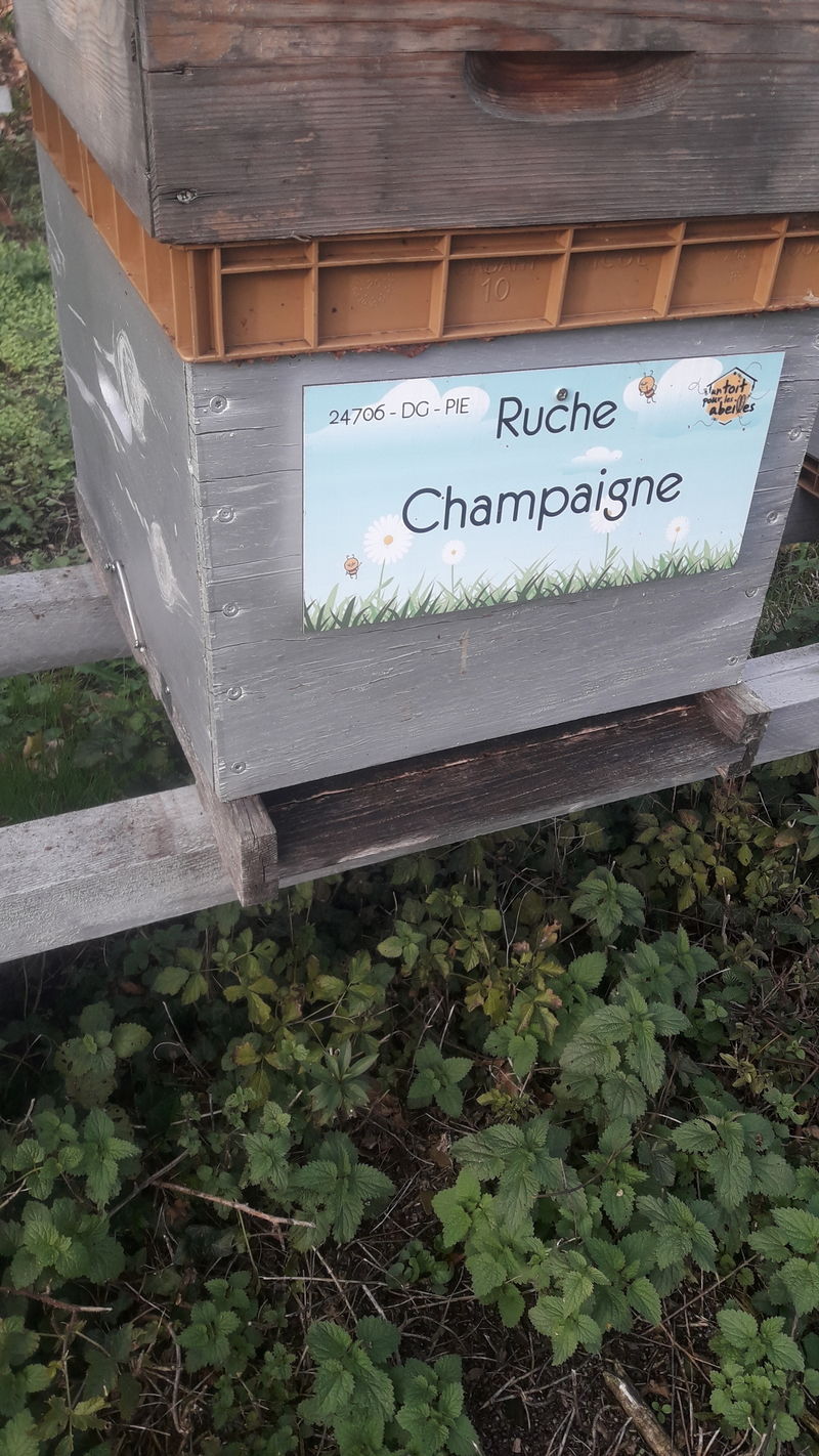 La ruche Champaigne