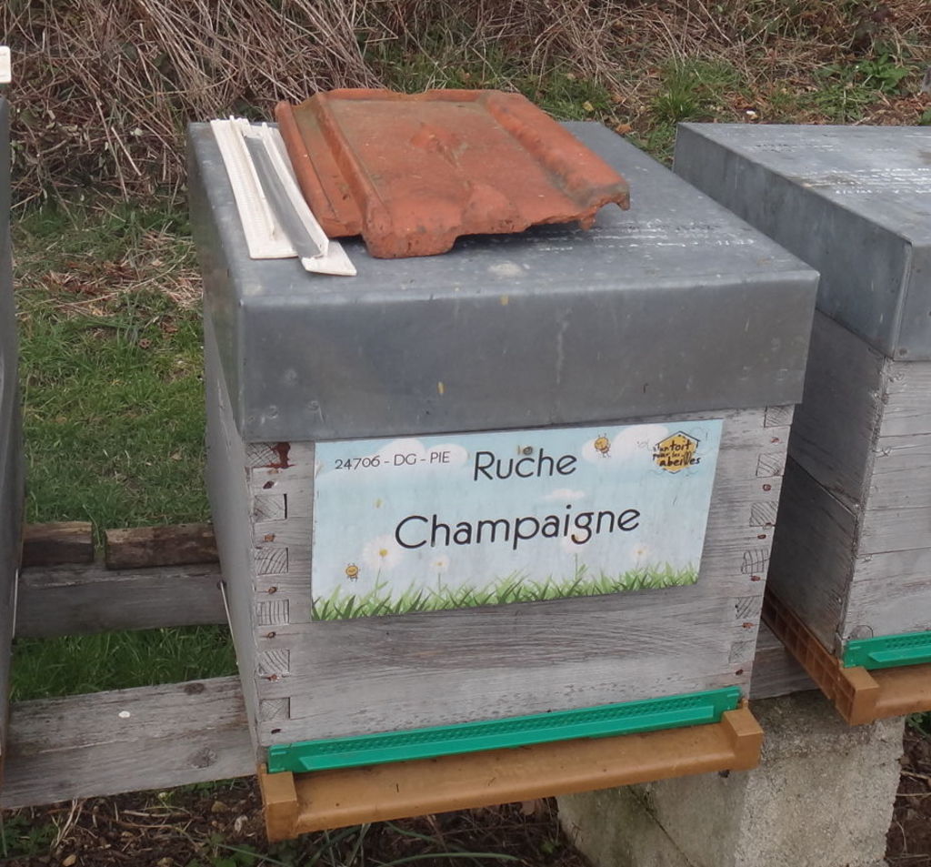 La ruche Champaigne