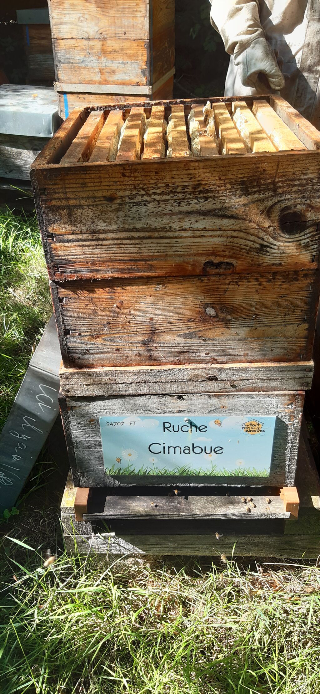 La ruche Cimabue