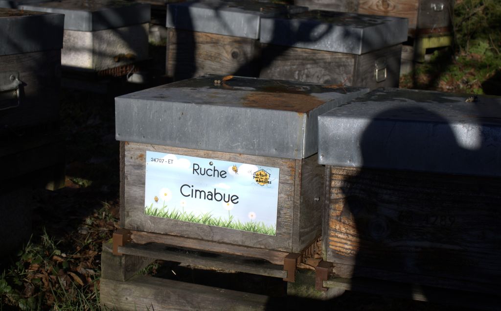La ruche Cimabue