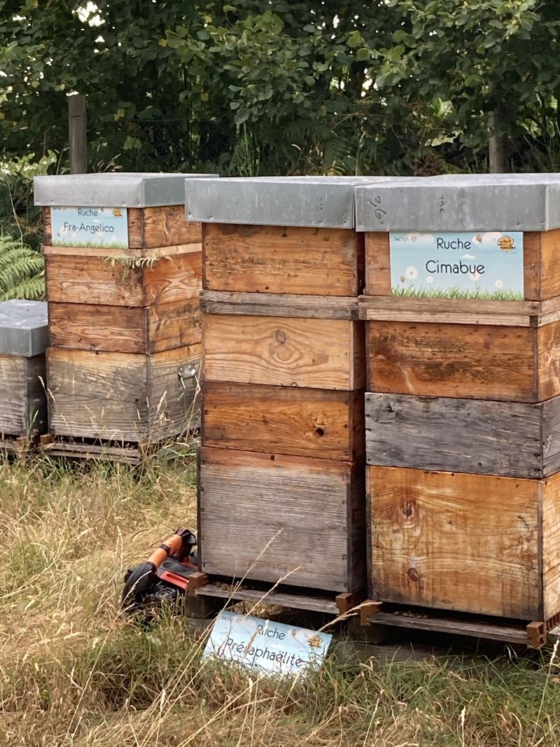 La ruche Cimabue