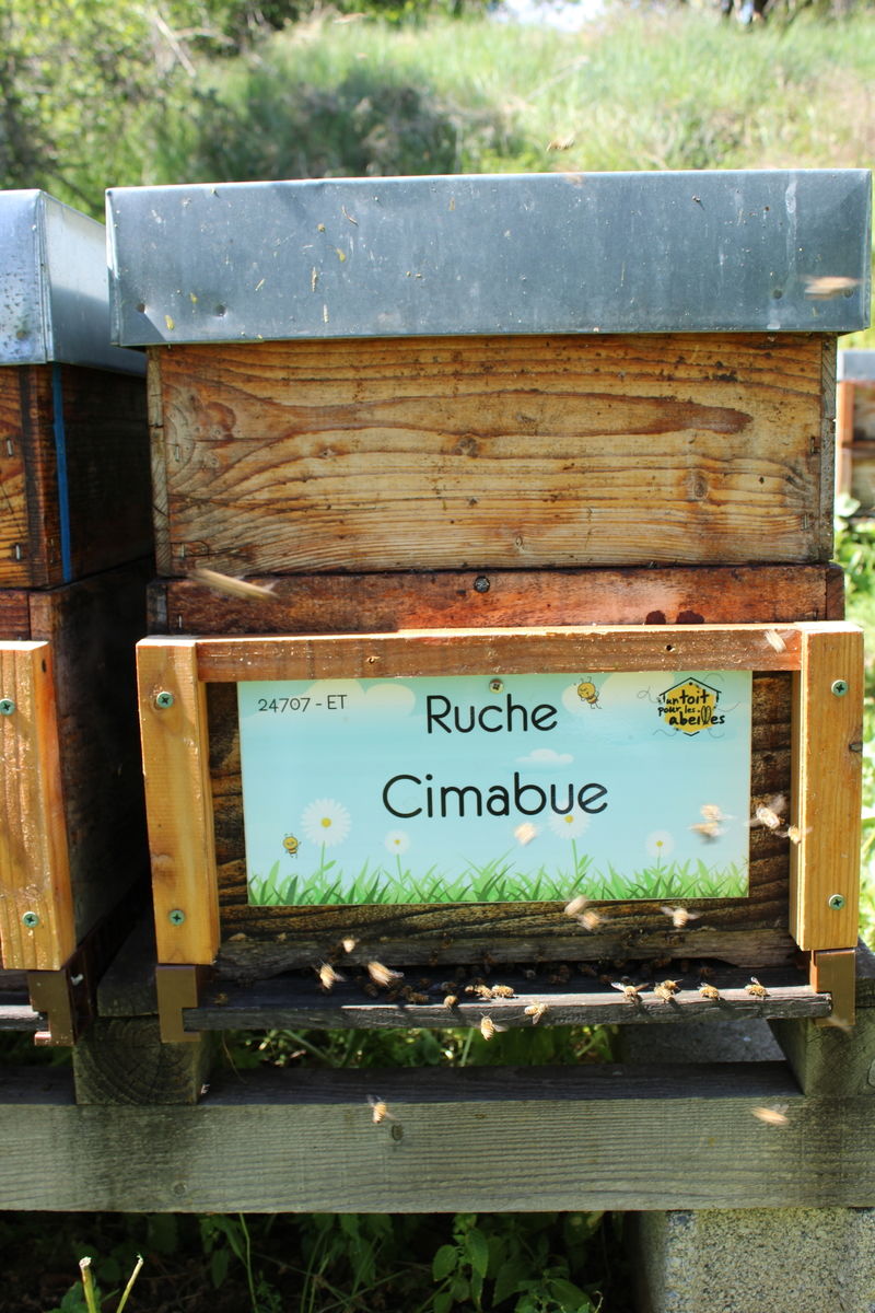 La ruche Cimabue