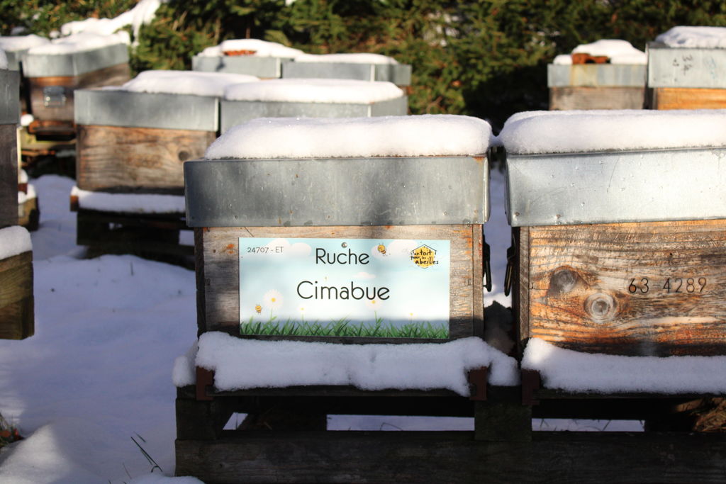 La ruche Cimabue