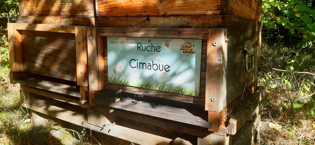 La ruche Cimabue