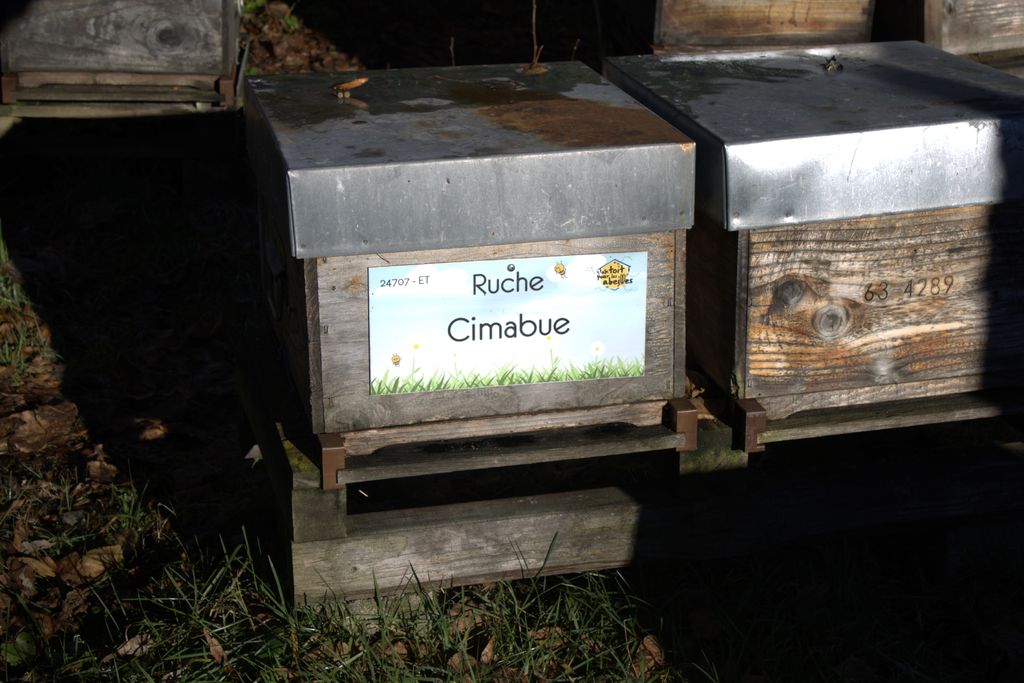 La ruche Cimabue