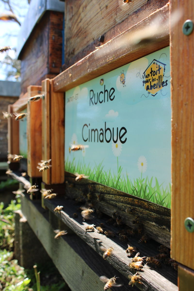 La ruche Cimabue