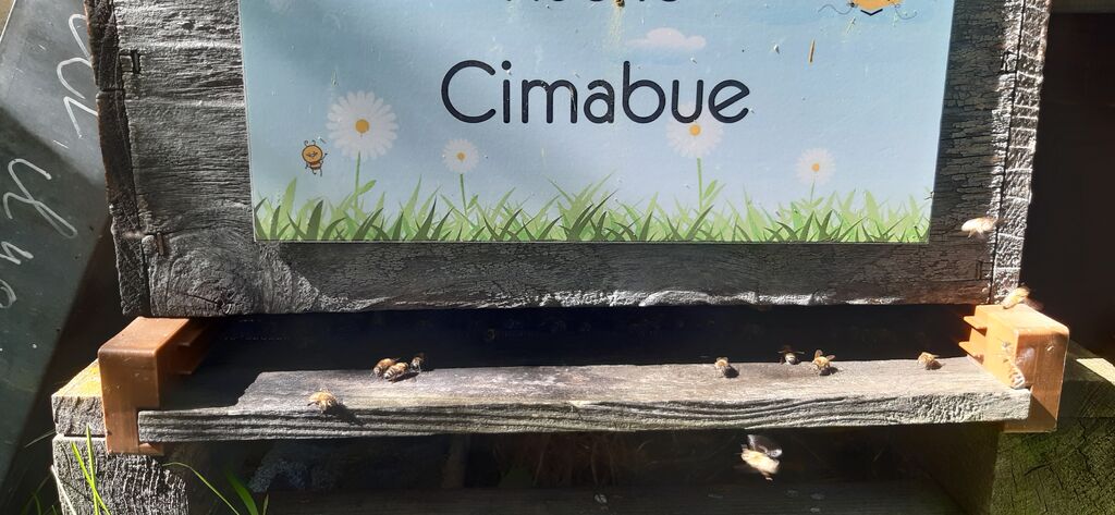 La ruche Cimabue