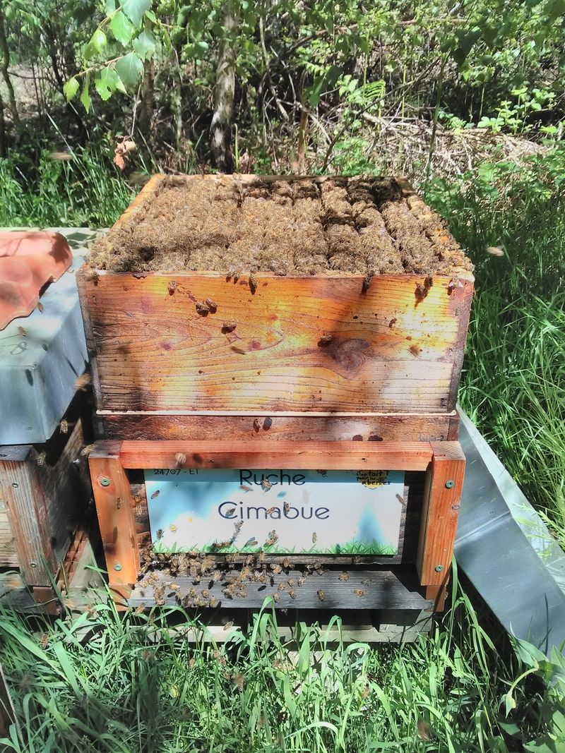 La ruche Cimabue