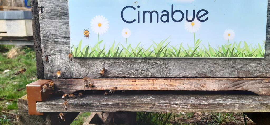 La ruche Cimabue