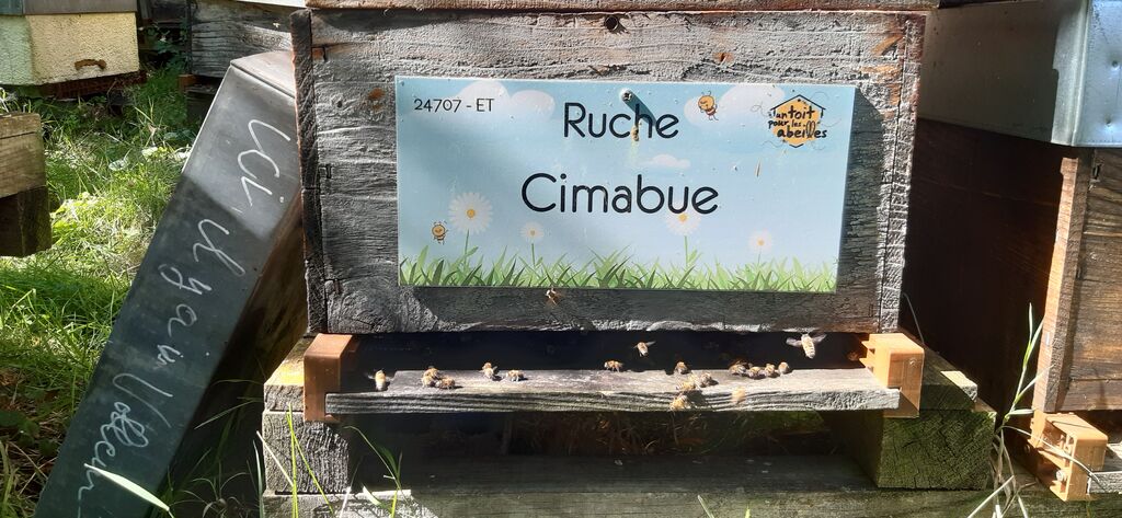 La ruche Cimabue