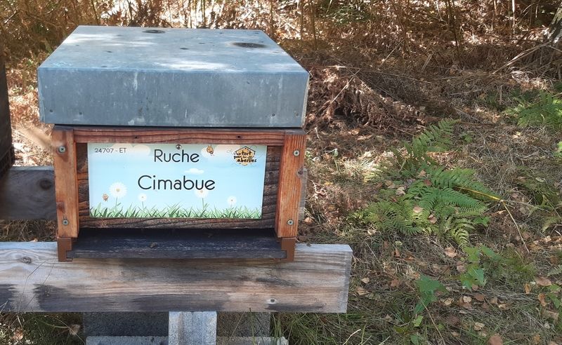 La ruche Cimabue