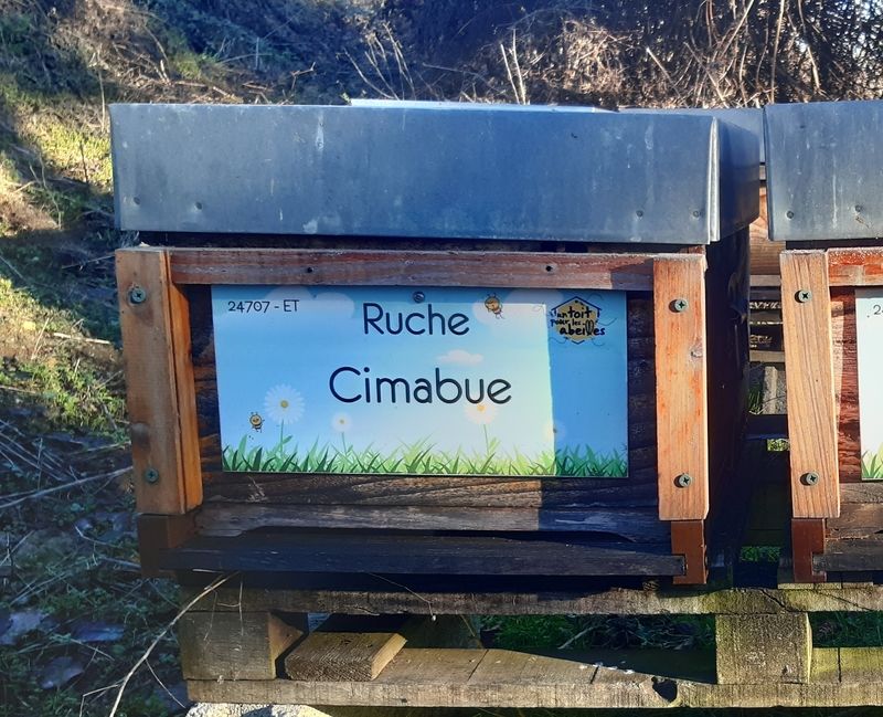 La ruche Cimabue