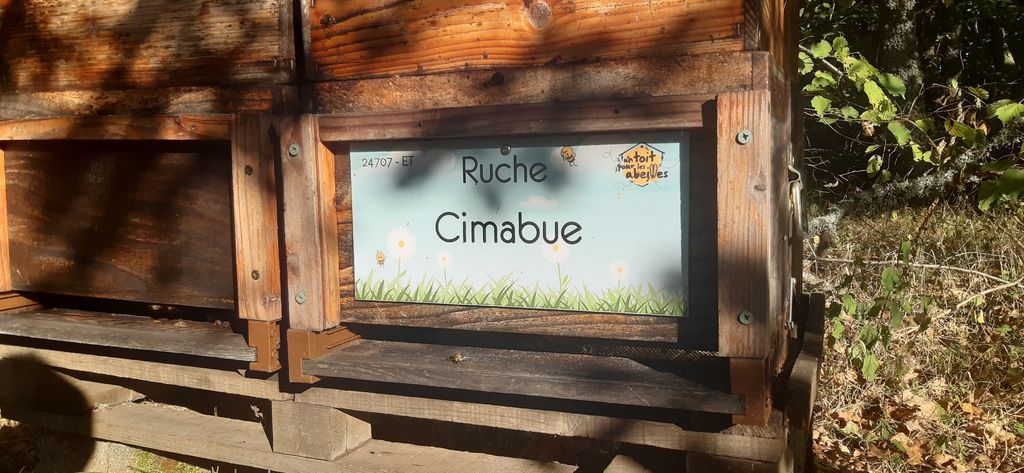 La ruche Cimabue