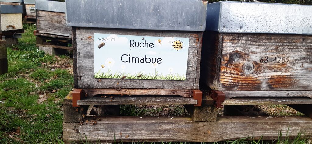 La ruche Cimabue
